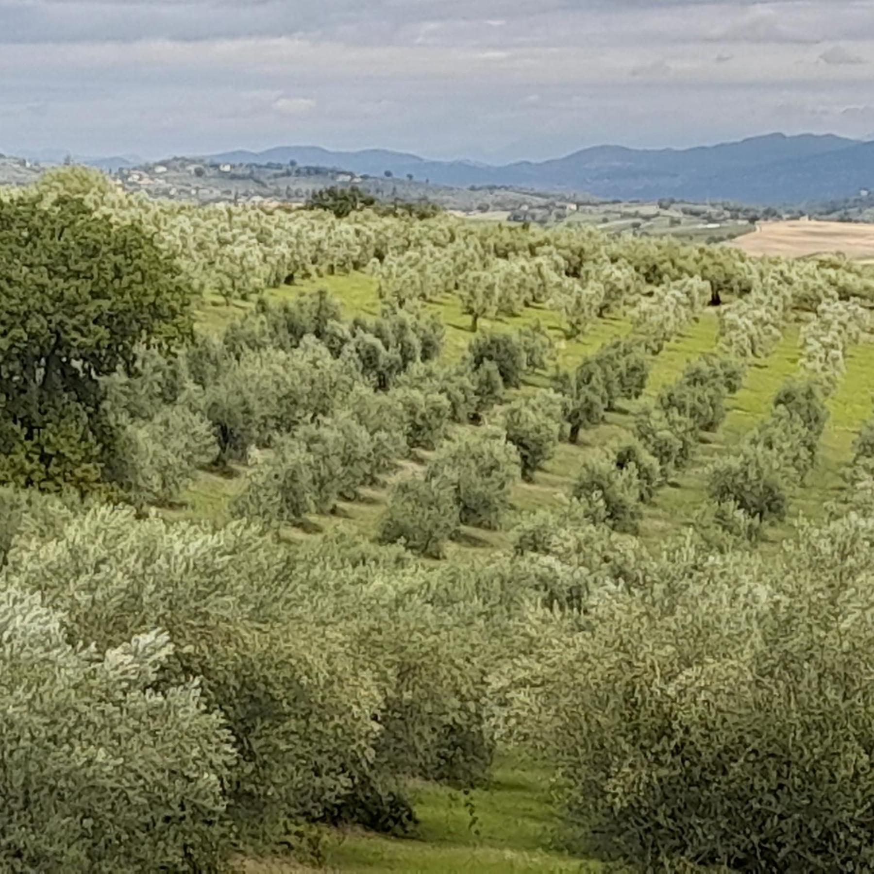 Tenuta San Felice Giano dellʼUmbria Dış mekan fotoğraf