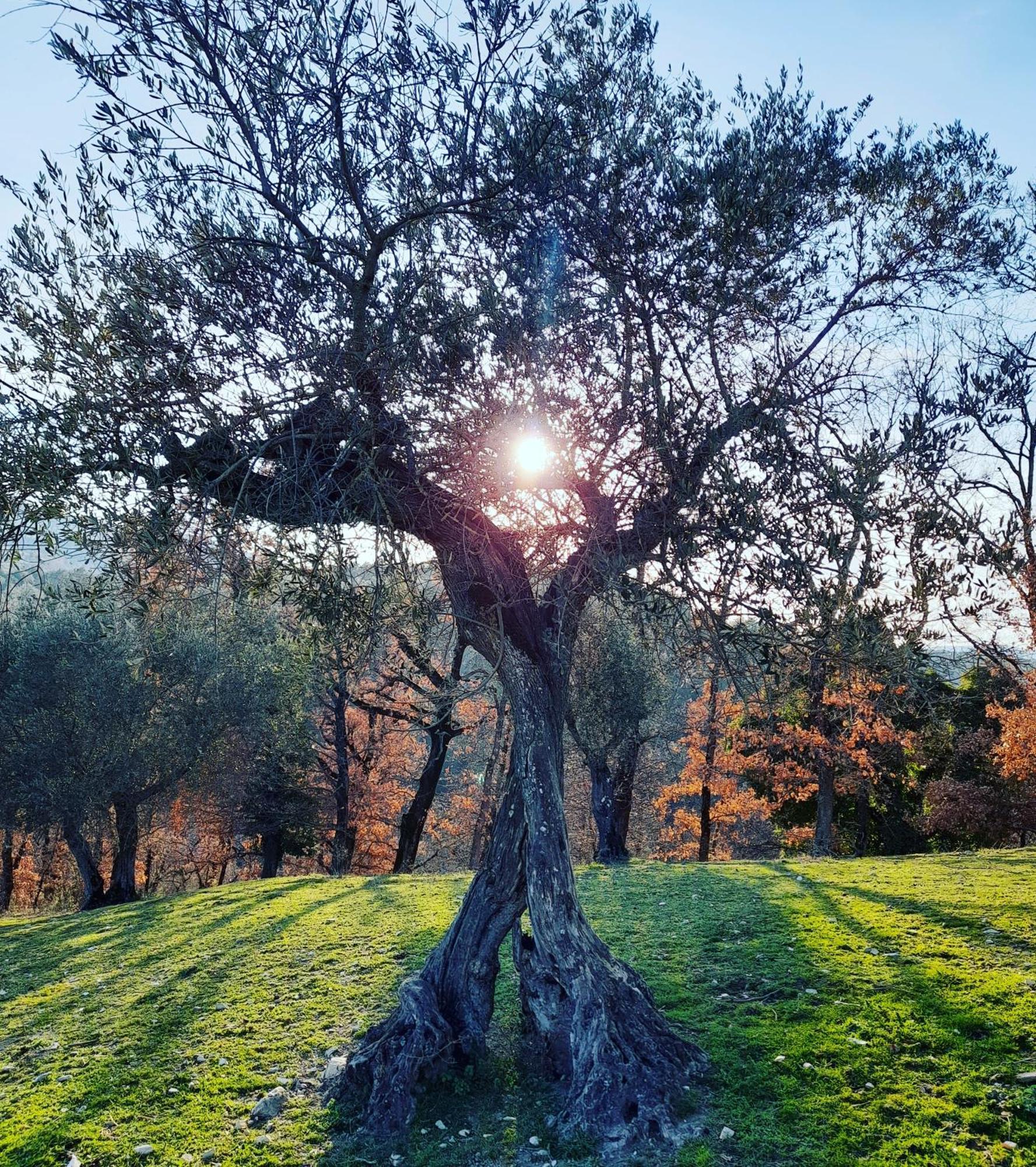Tenuta San Felice Giano dellʼUmbria Dış mekan fotoğraf